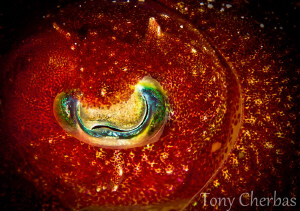 Eye of a Juvenile Cuttlefish by Tony Cherbas 